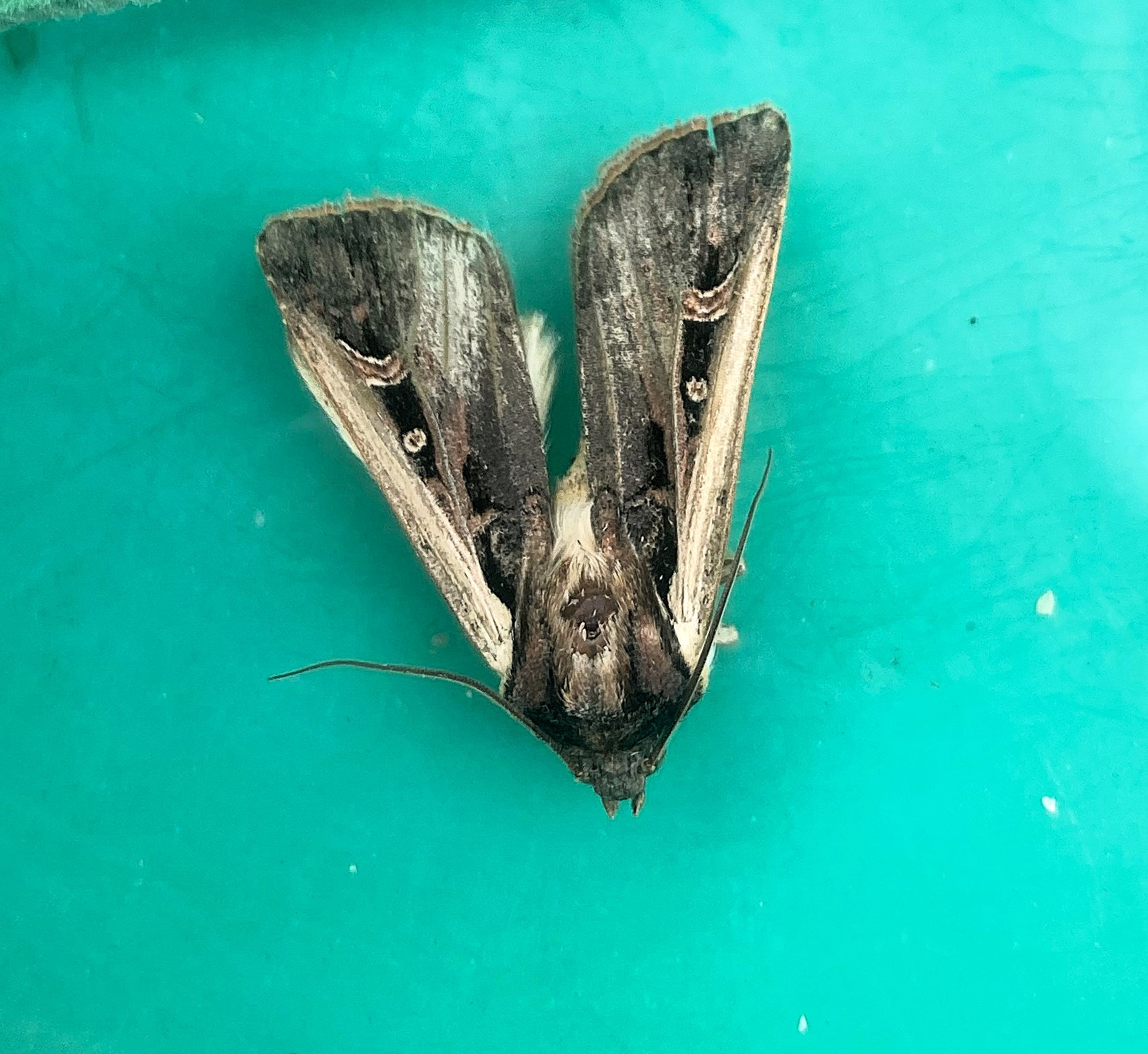 A closeup of a western bean cutworm moth.